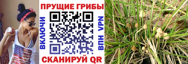Галлюциногенные грибы Magic Shrooms Купить Гдов